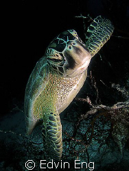 Ninja Turtle! Taken in Sipadan with Canon S80. by Edvin Eng 